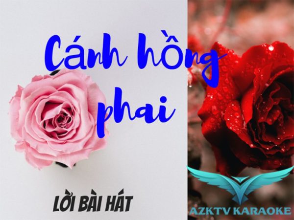 Lời bài hát Cánh Hồng Phai bản chuẩn