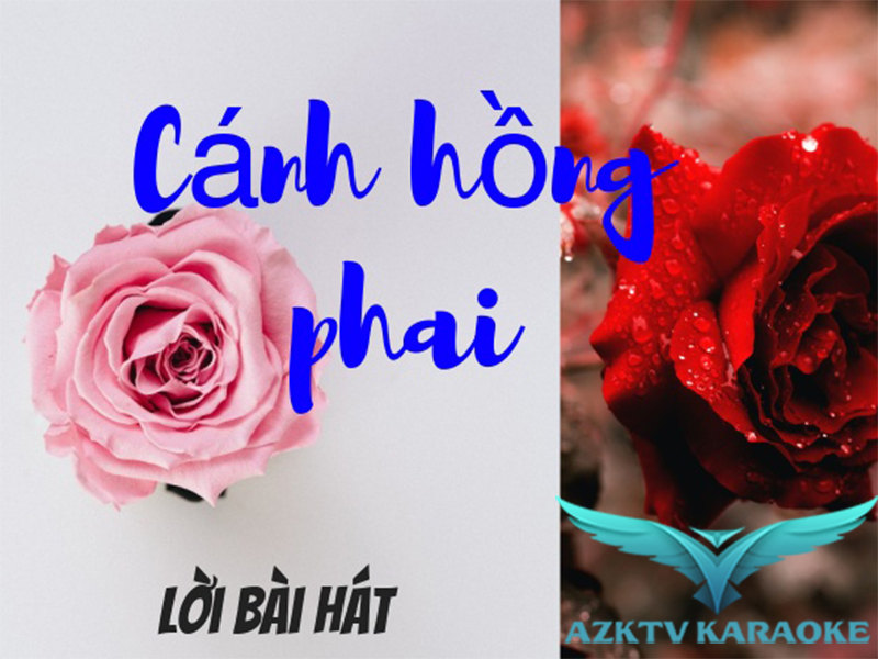 Lời bài hát Cánh Hồng Phai bản chuẩn